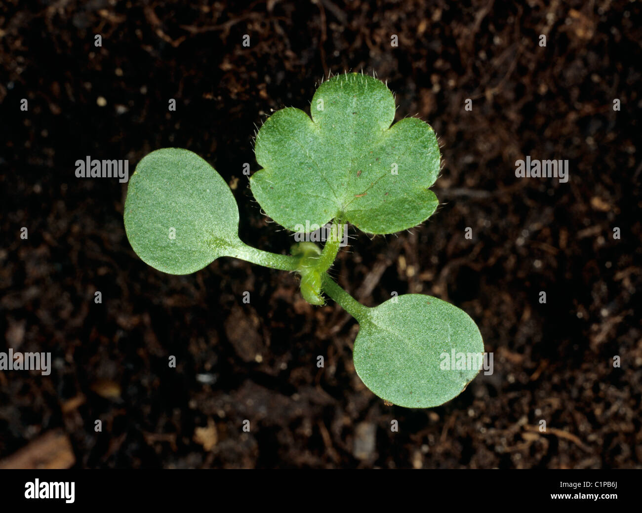 Meadow buttercup (Ranunculus acris) seedling cotyledons and first true