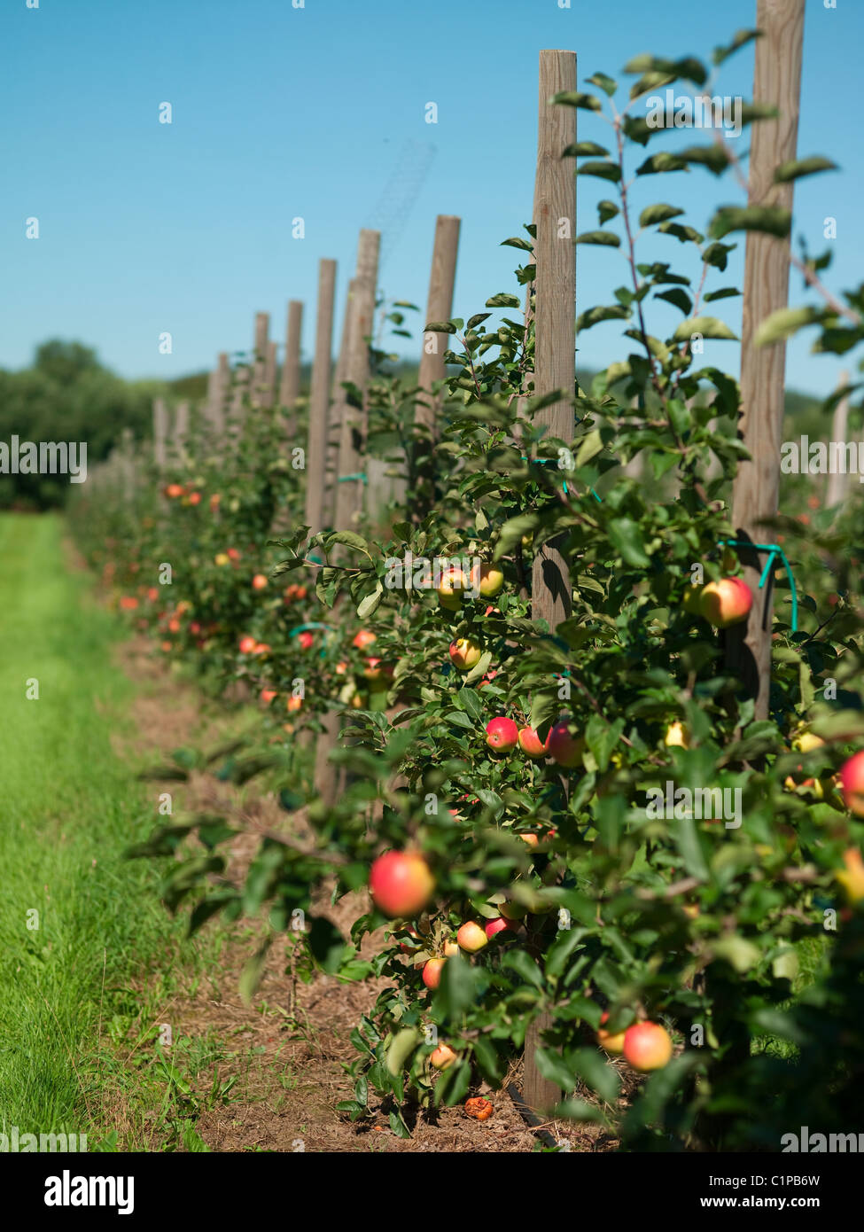 Apple trees in plantation Stock Photo