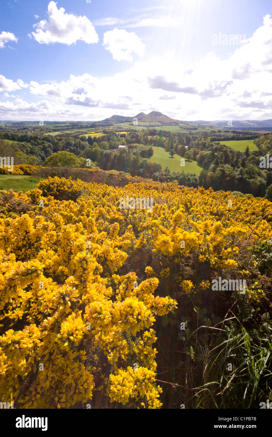 Scotland, Scott's View, yellow gorse growing in countryside Stock Photo