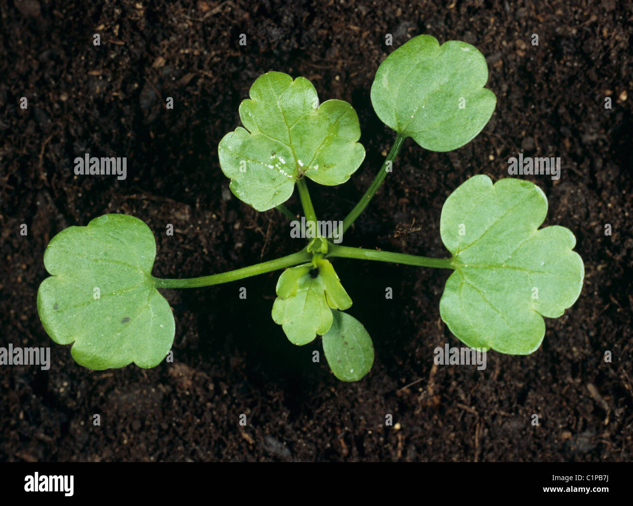 Bulbous buttercup (Ranunculus bulbosus) seedling cotyledons and four true leaves Stock Photo