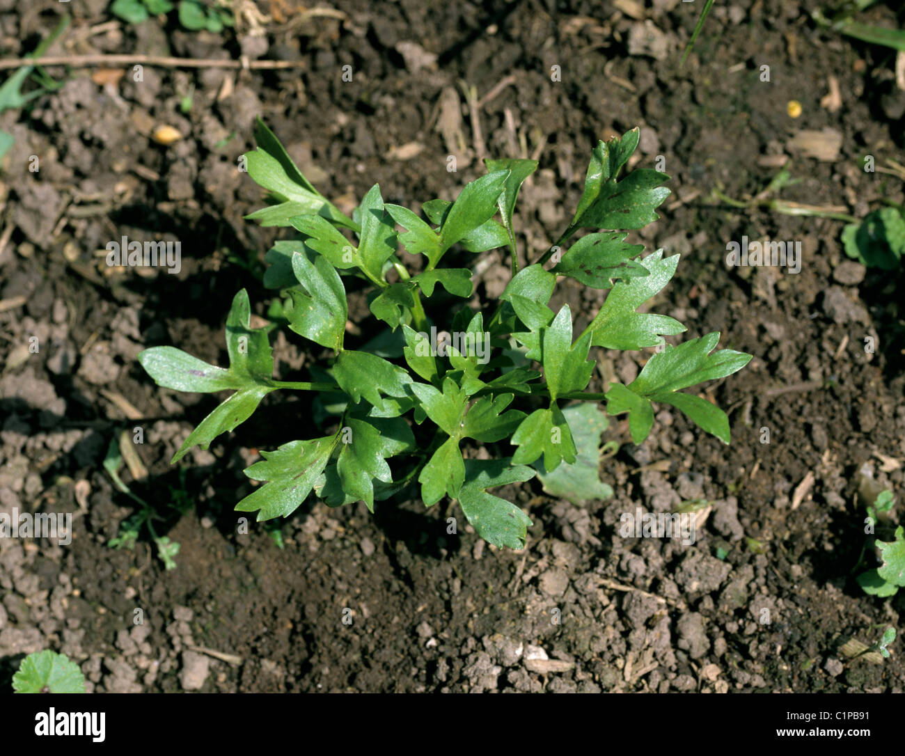 Corn buttercup (Ranunculus arvensis) young plant Stock Photo