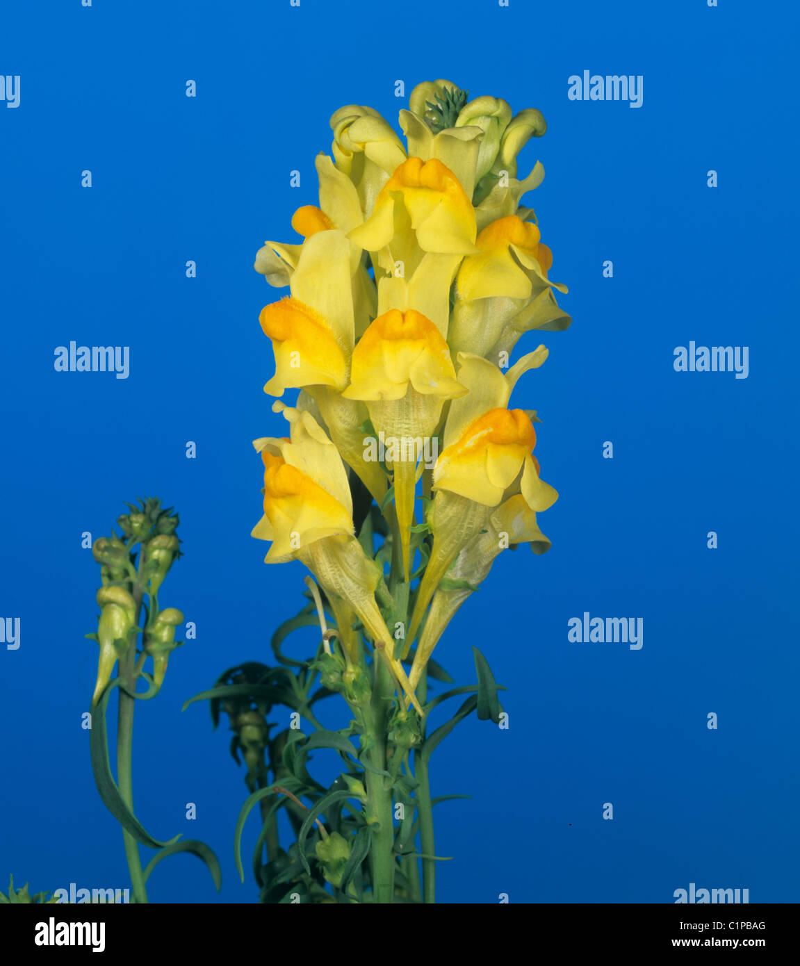 Linaria vulgaris linaria vulgaris hi-res stock photography and images ...