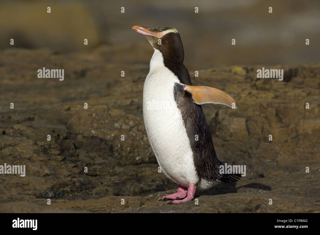 yellow-eyed penguin, new zealand, south island, otago Stock Photo
