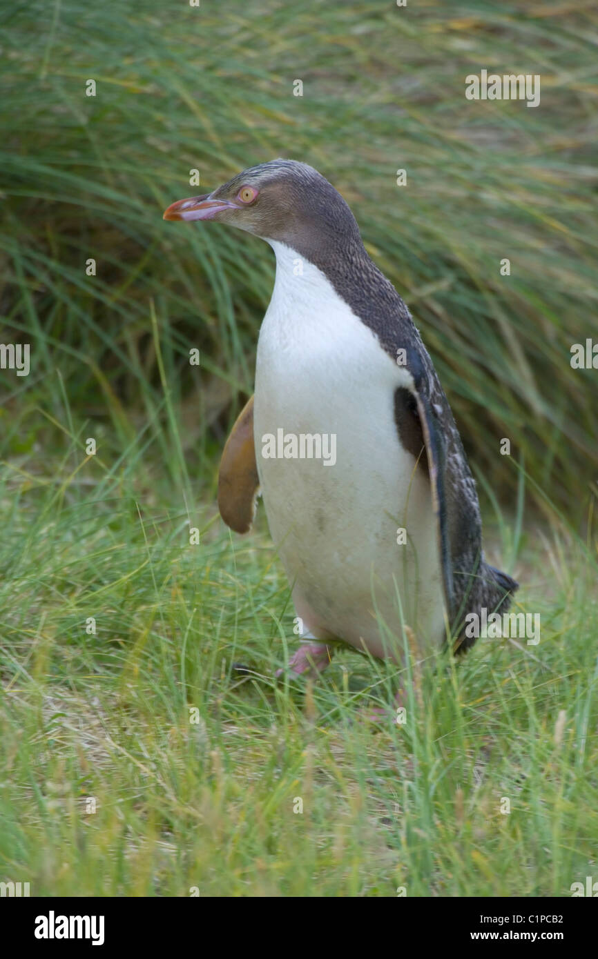 yelloweyed penguin, new zealand, south island, otago Stock Photo Alamy