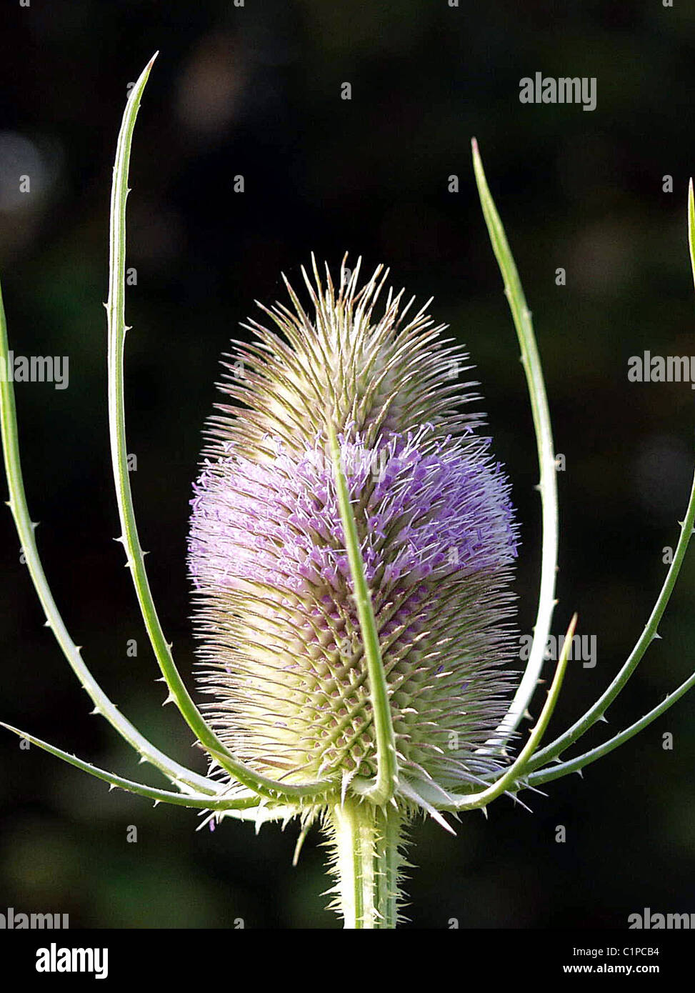 Classic photo of a teasel, showing formation of flower head. Stock Photo