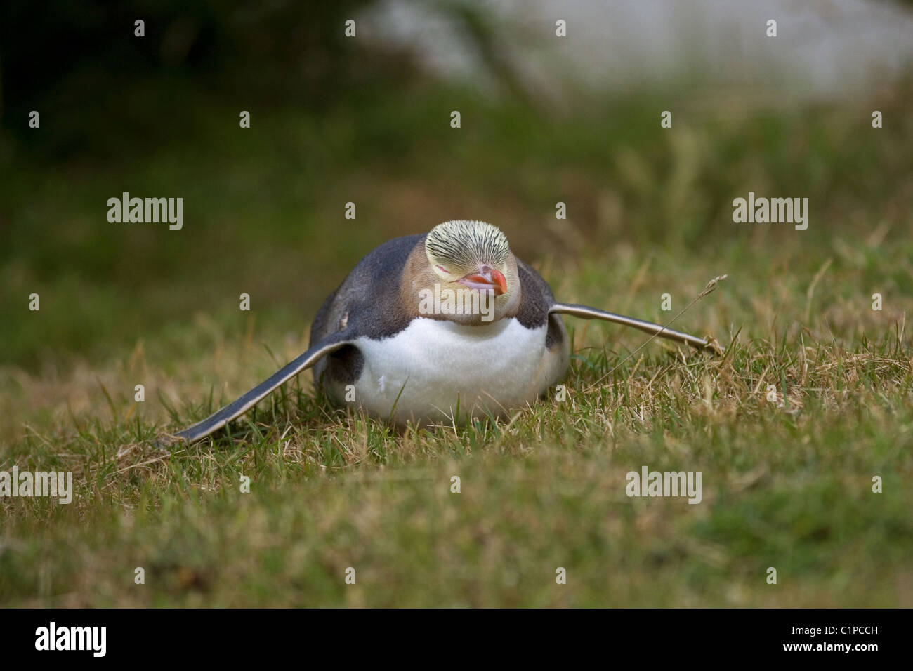 yelloweyed penguin, new zealand, south island, otago Stock Photo Alamy
