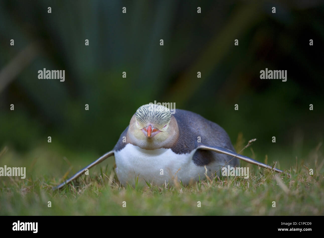 yelloweyed penguin, new zealand, south island, otago Stock Photo Alamy