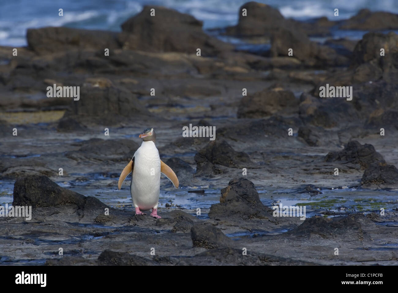 yelloweyed penguin, new zealand, south island, otago Stock Photo Alamy