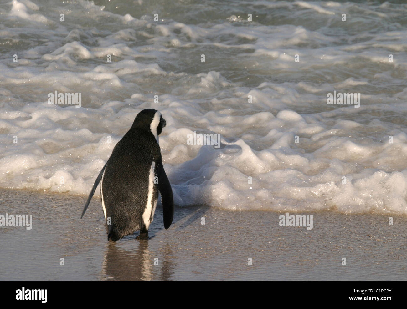 About to go swimming. Early morning shot of a penguin heading into the ...