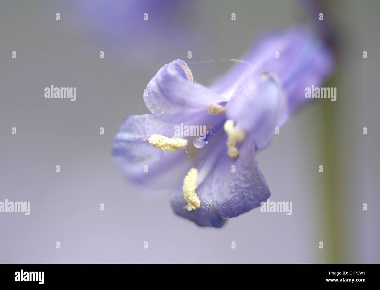 Single bluebell.  Shown here is the centre of the bluebell, the essence of the delicacy of the flower. Stock Photo
