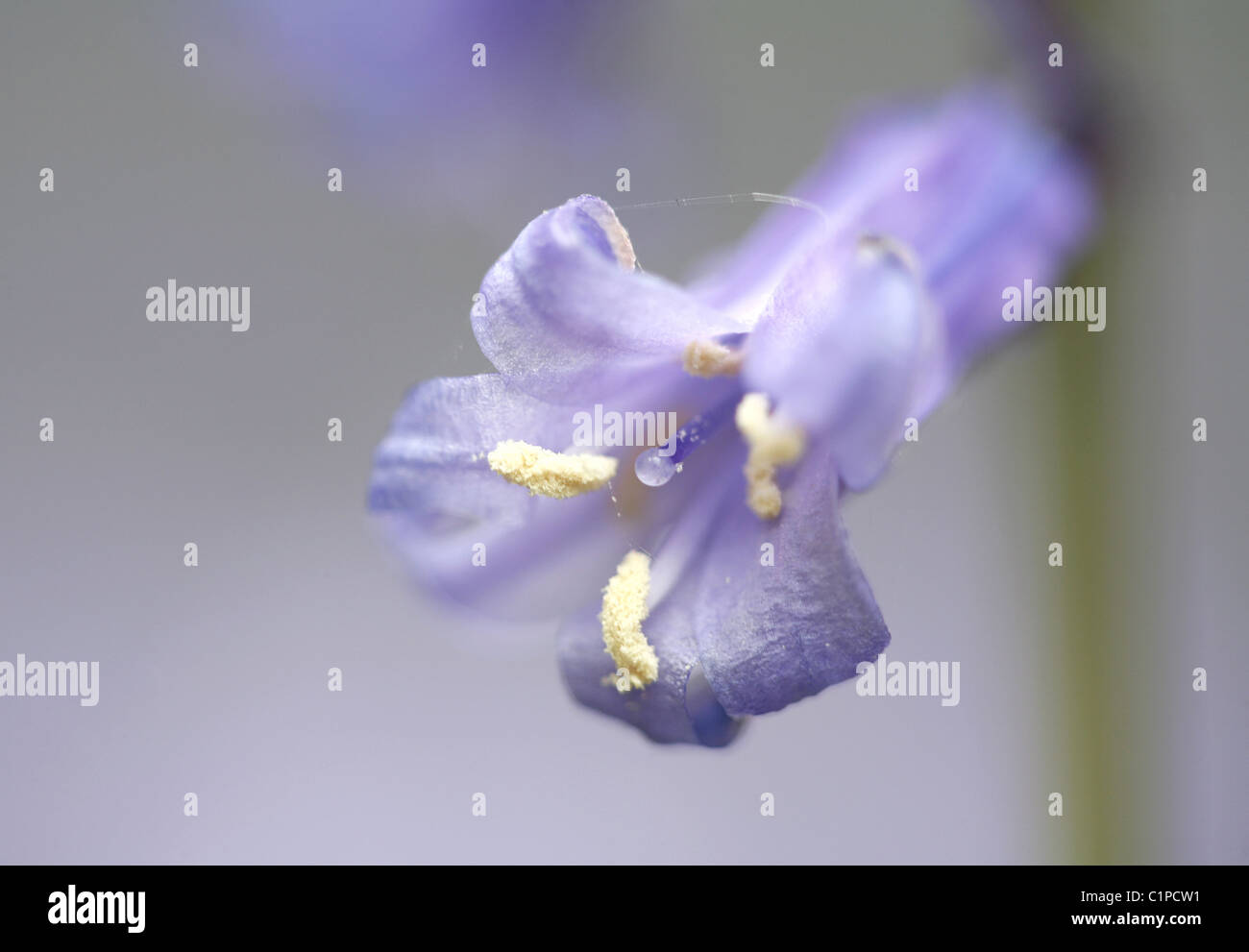 Single bluebell. Shown here is the centre of the bluebell, the essence of the delicacy of the