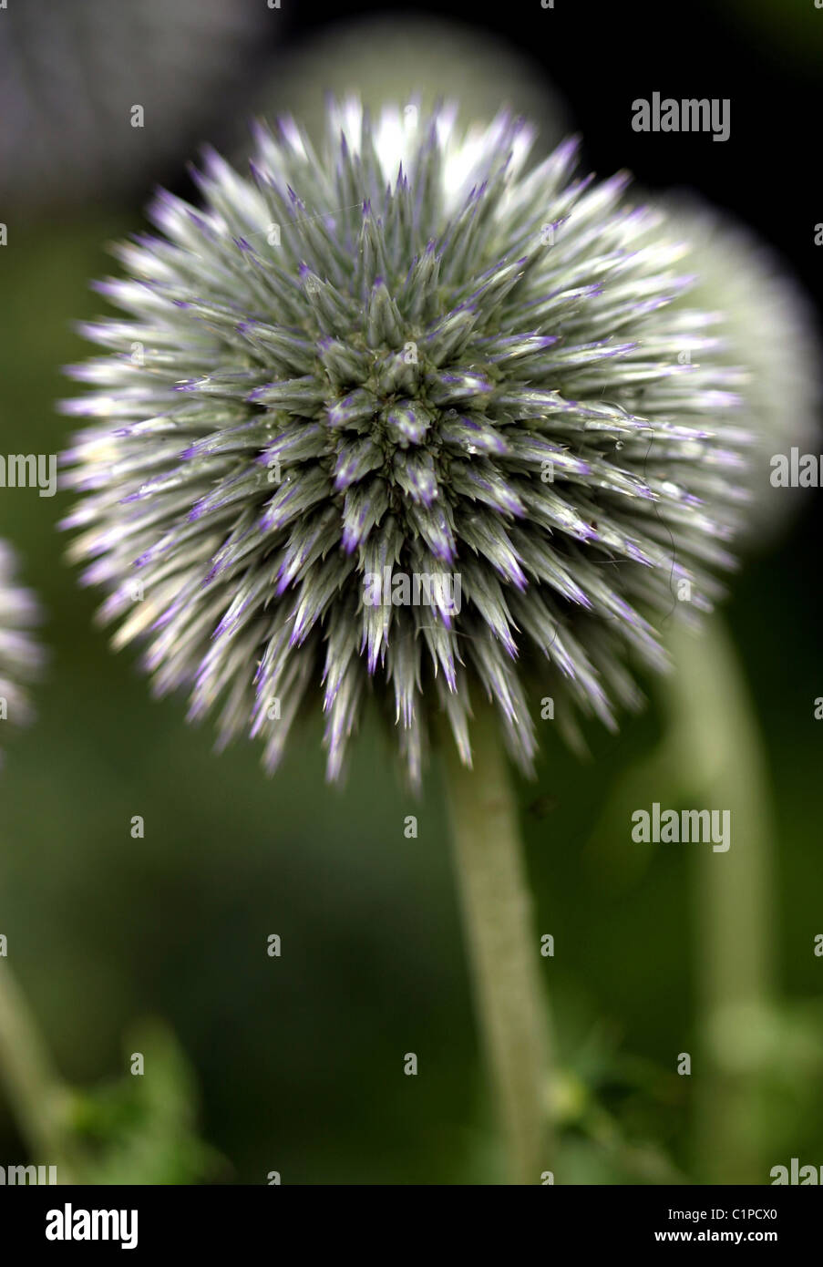Closeup shot of an Equinops flower head, a thistlelike plant with