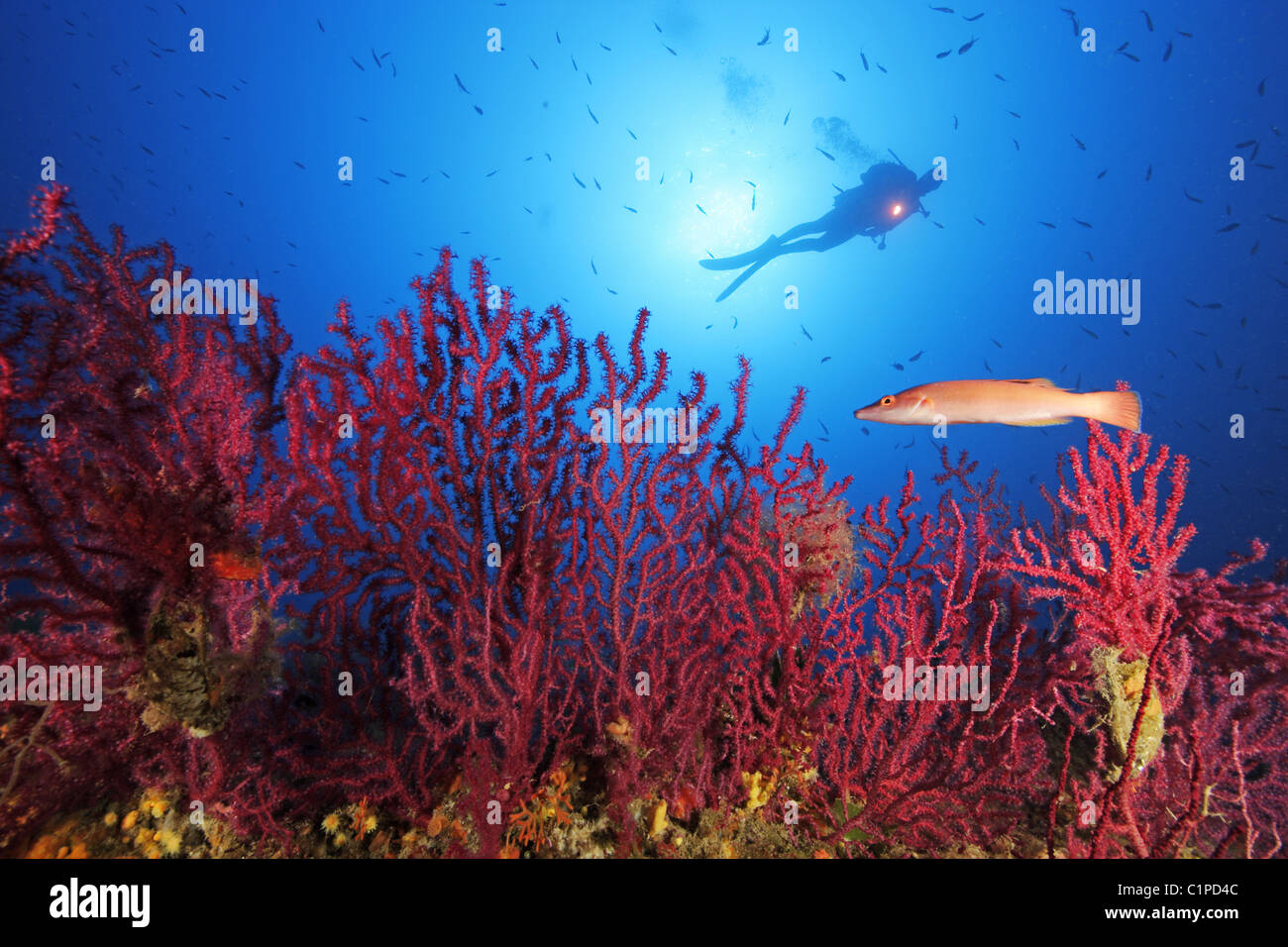 Scuba diver on reef with red gorgonians Stock Photo