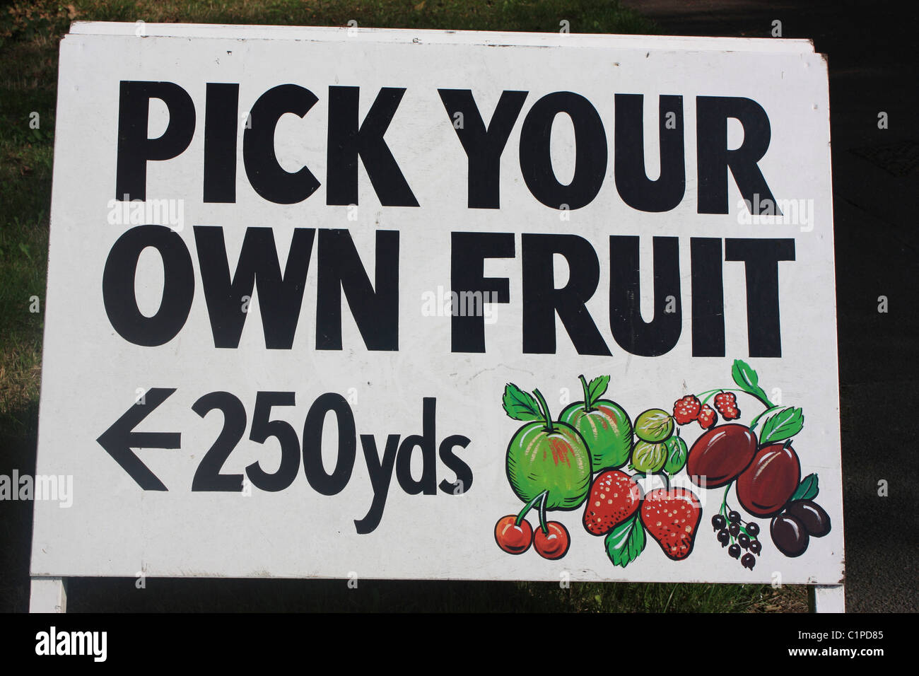 Pick Your Own Fruit: The Ultimate Guide to Fresh Harvesting