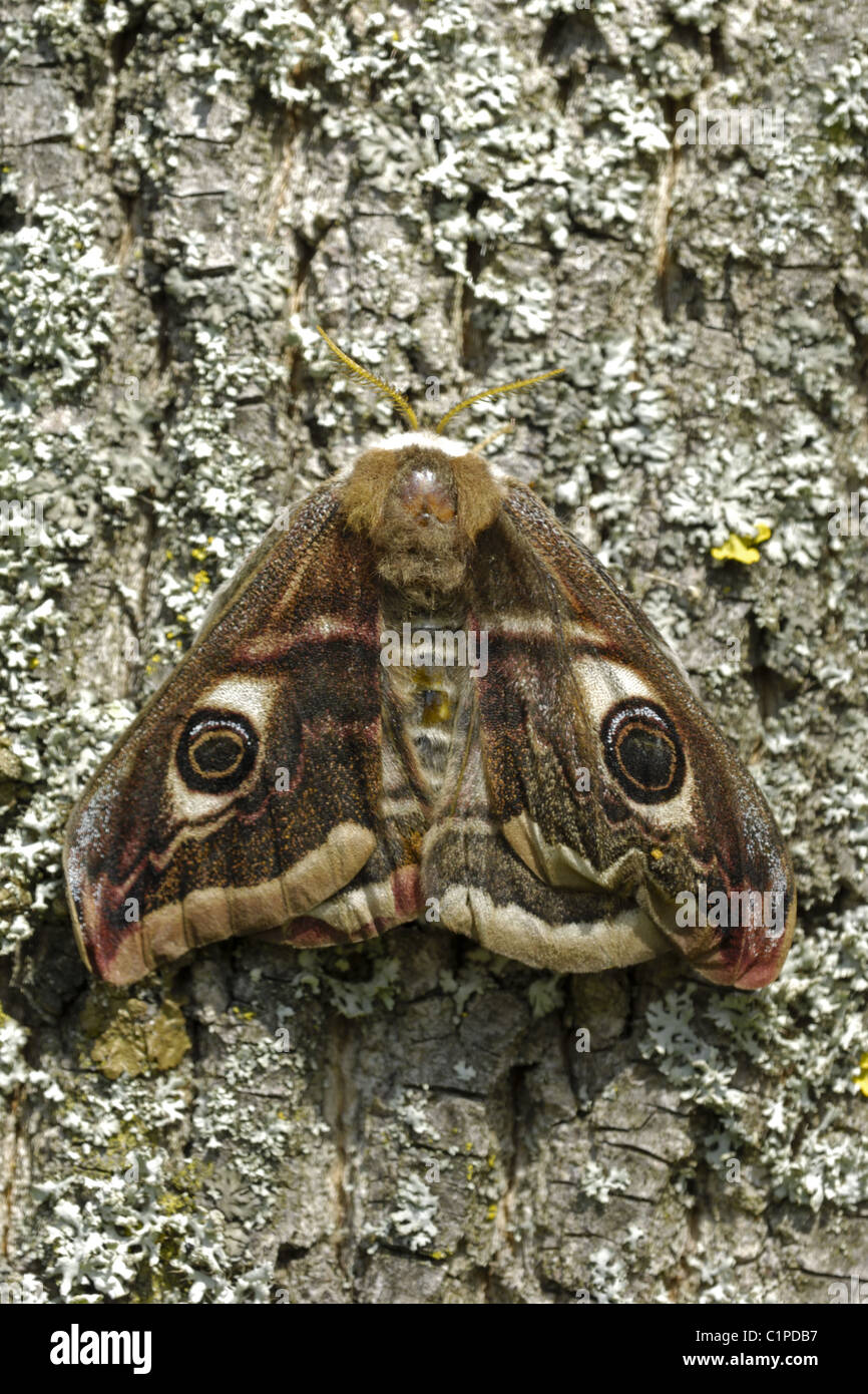 Small Emperor Moth Stock Photo