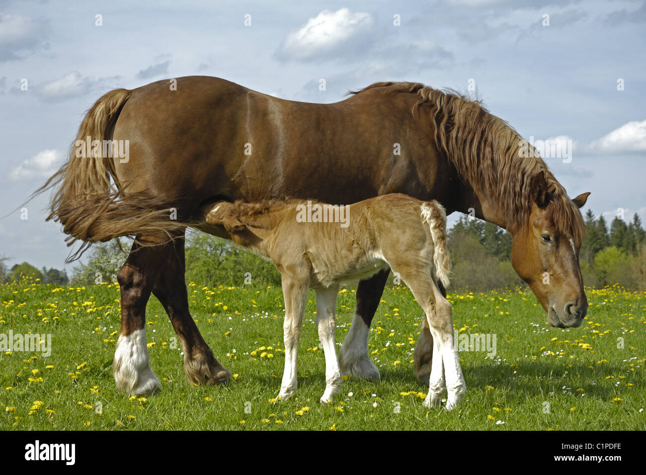 Draught Horse, mare with foal Stock Photo