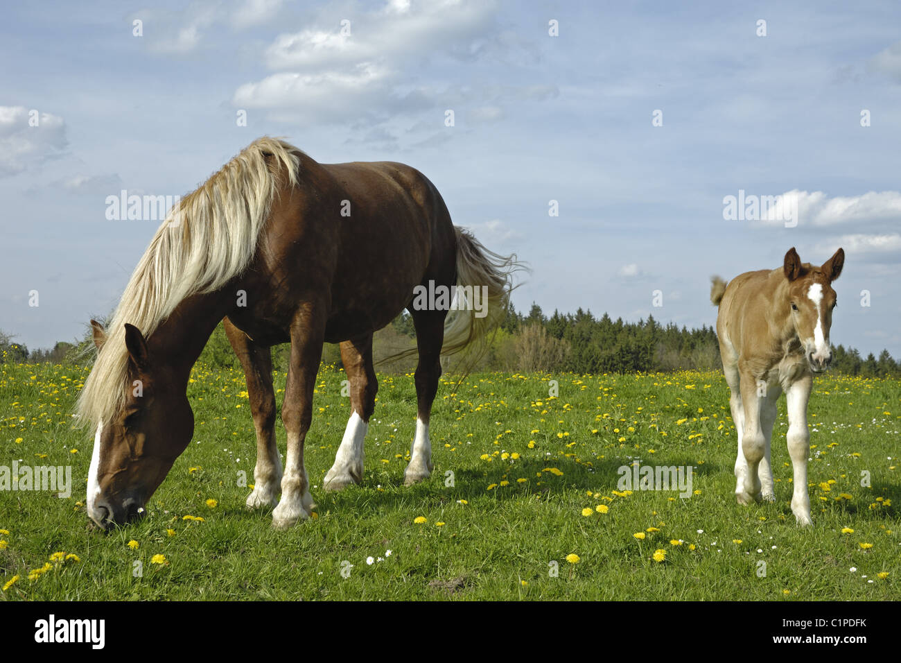 Draught Horse, mare with foal Stock Photo