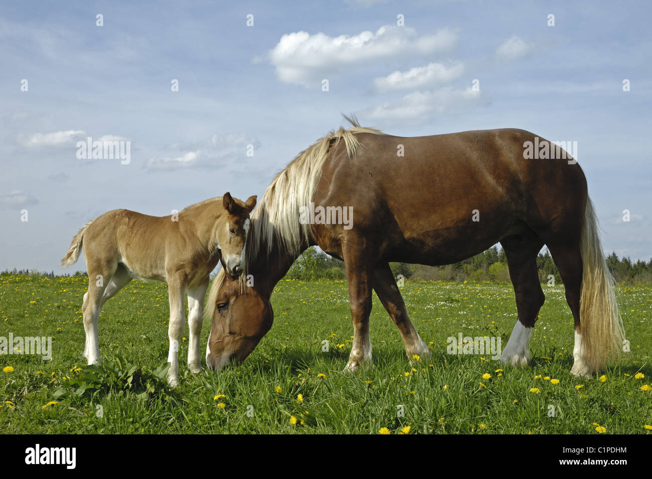 Draught Horse, mare with foal Stock Photo