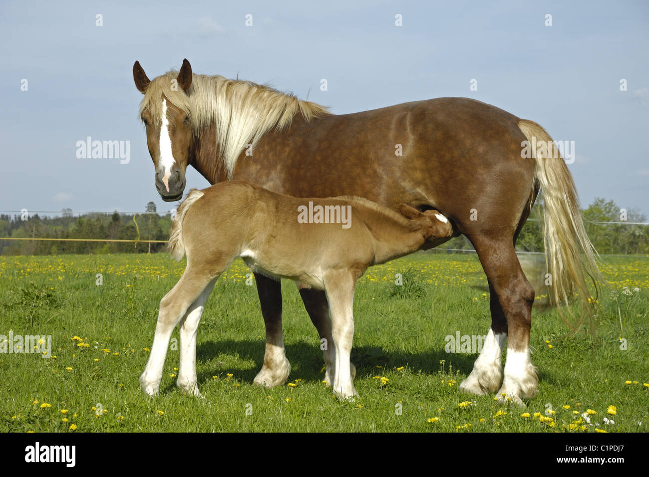 Draught horse, mare with foal Stock Photo