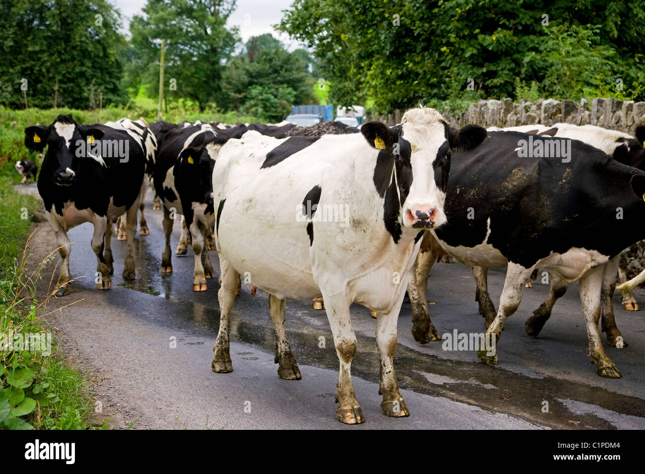 Republic of Ireland, Kilkenny, Kells, cattle on country road Stock Photo Alamy