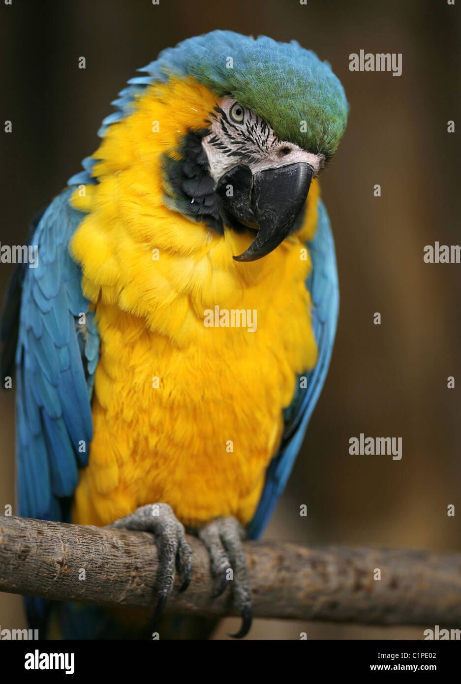 Yellow and blue parrot sitting on a branch looking down. Taken at Paradise Wildlife Park, England. Stock Photo