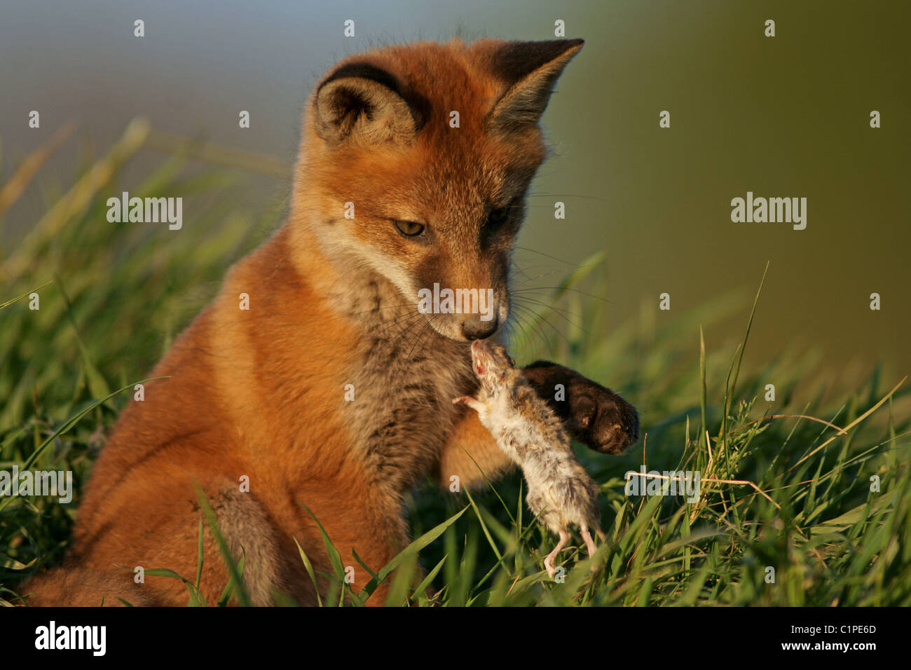 Red fox young animal hi-res stock photography and images - Alamy