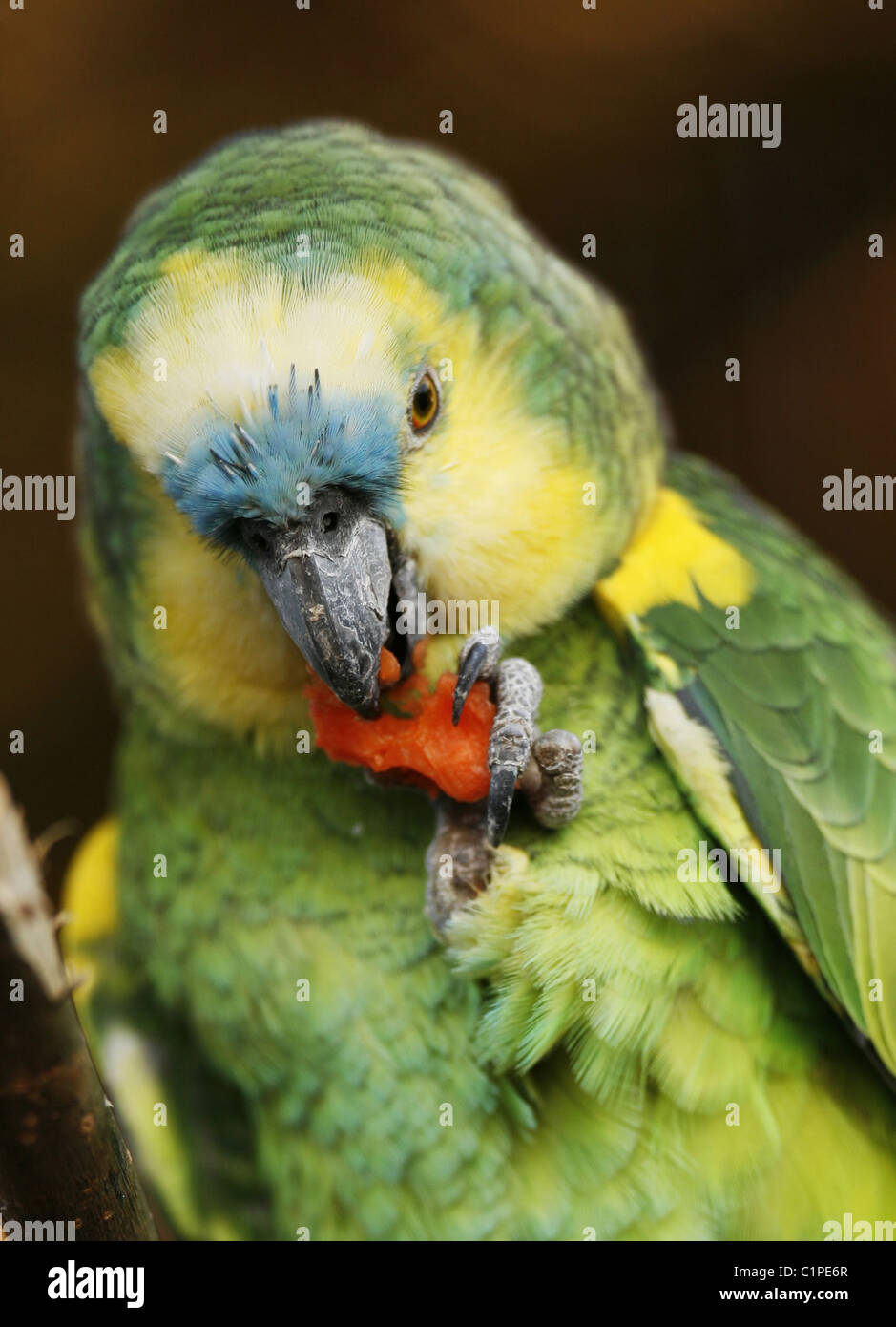 A close-up of a green parrot eating a carrot. The claws of this parrot