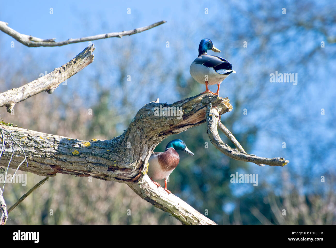 Two Mallard ducks in a tree Stock Photo Alamy