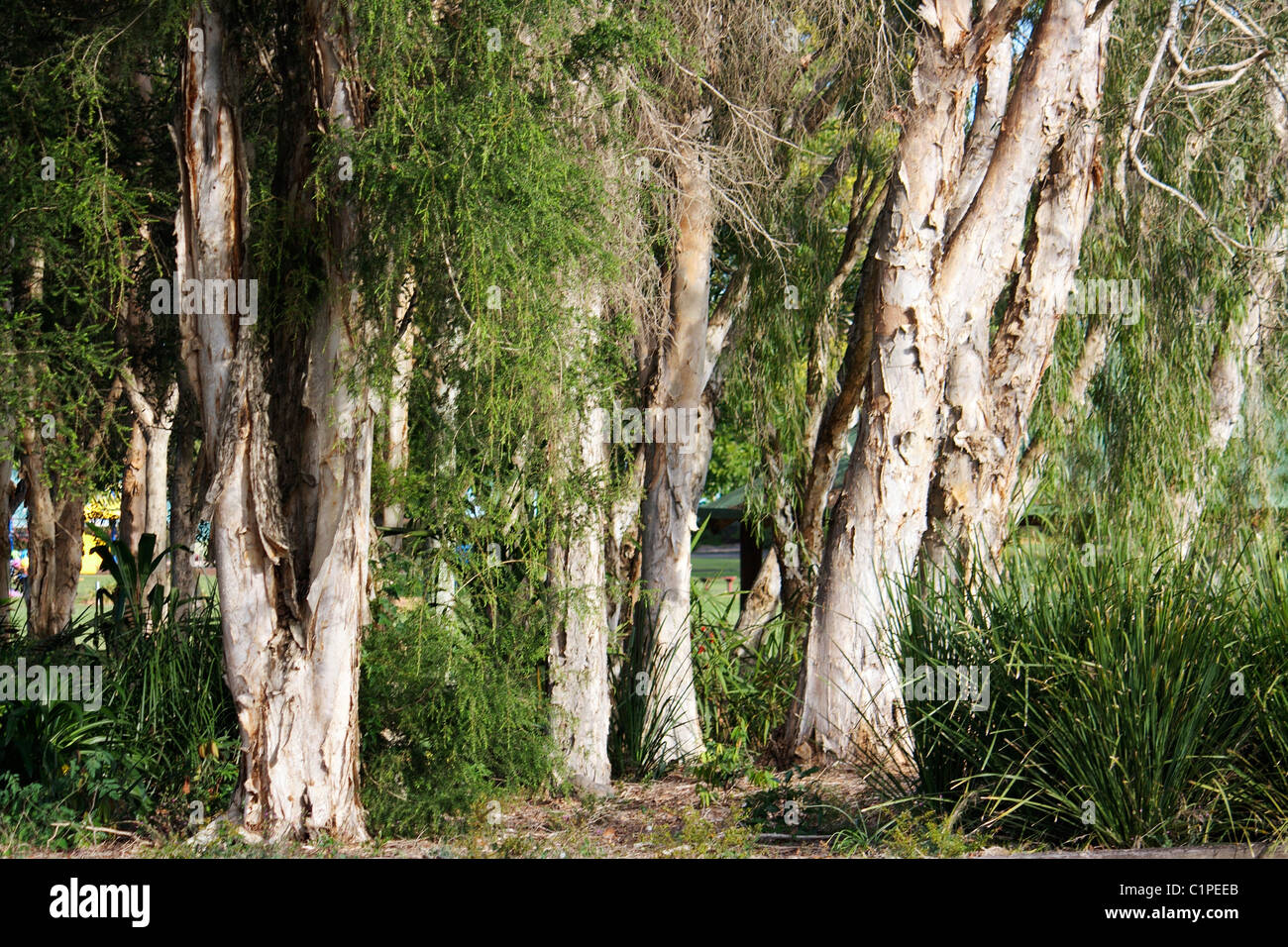 Australia, New South Wales, Murwillumbah, peeling trunks of melaleuca trees Stock Photo