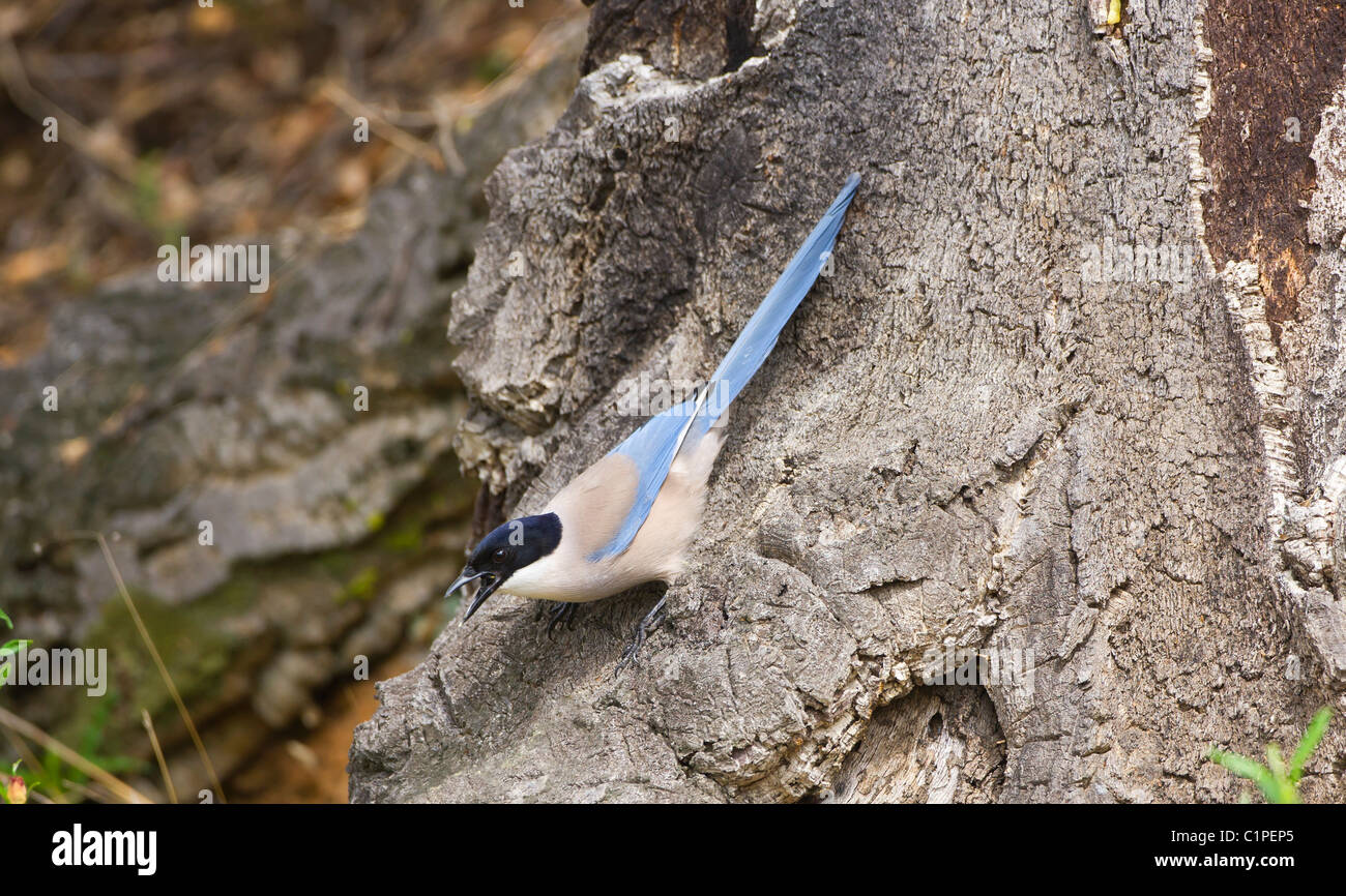 Azure winged Magpie Cyanopica cyana Monfrague Spain Stock Photo