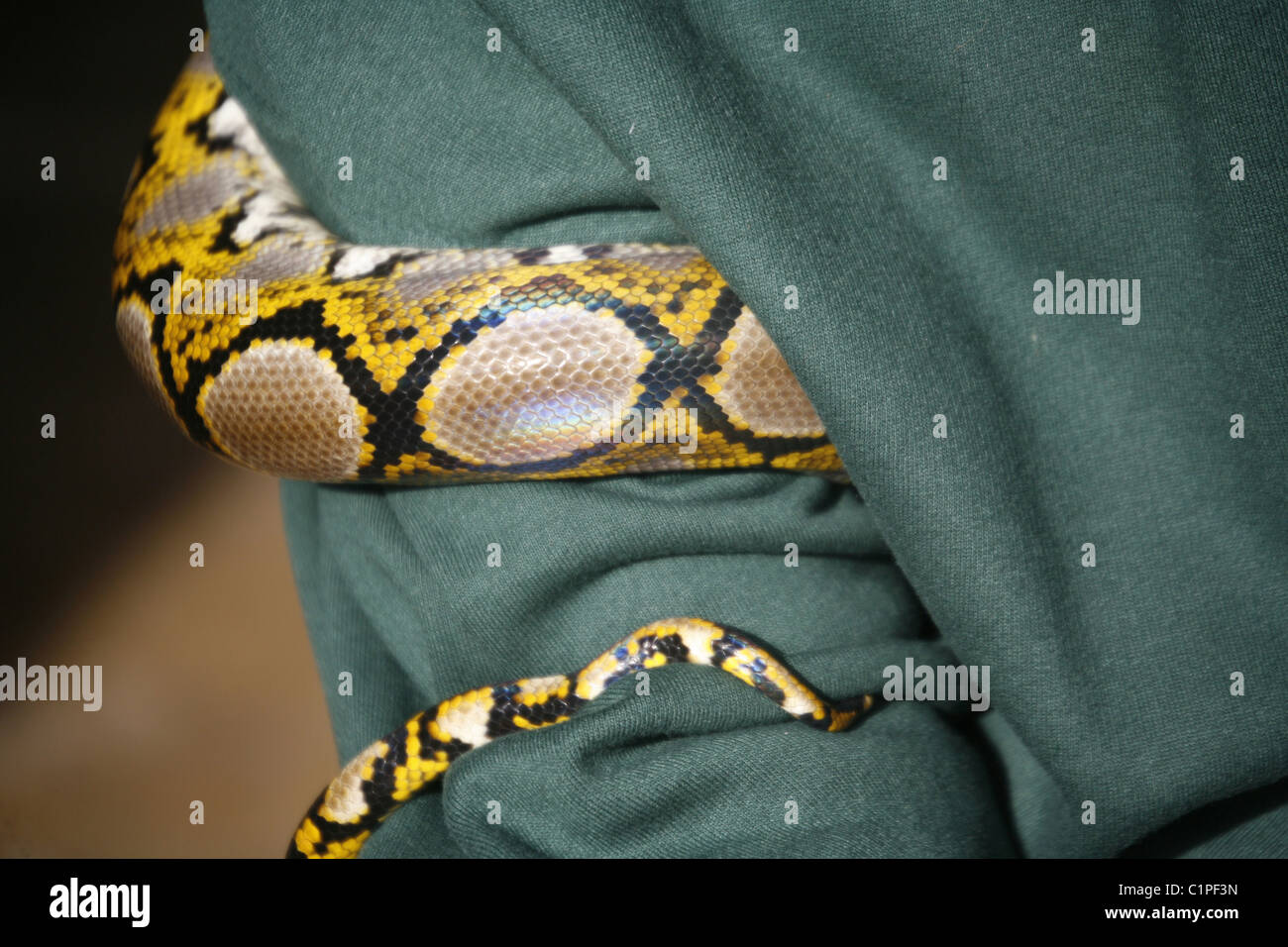 Snake wrapped around arm hi-res stock photography and images - Alamy
