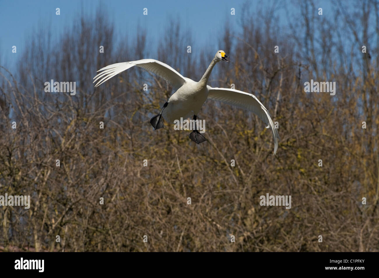 Italy Piedmont Racconigi a landing Whooper Swan Stock Photo