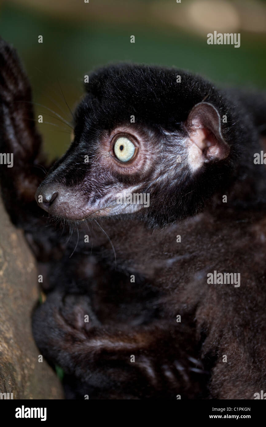 Blue-eyed Black Lemur (Eulemur macaco flavifrons). Male. Other than human beings, this is the only blue-eyed primate. Stock Photo