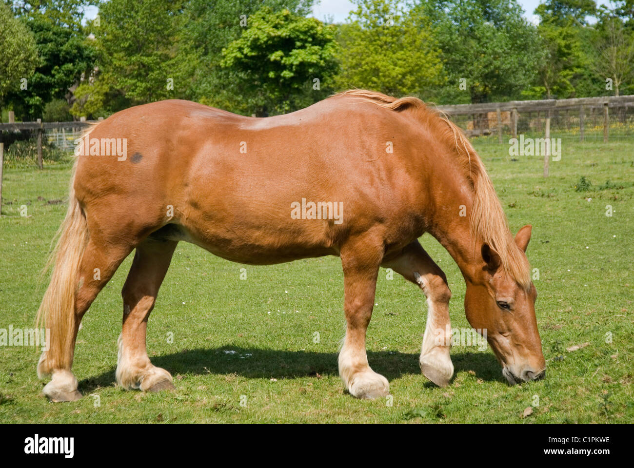 England, Suffolk, Kentwell Hall, Suffolk Punch horse grazing in paddock Stock Photo
