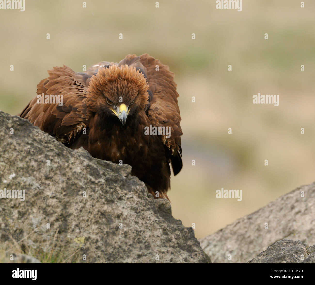 Golden Eagle puffing up hid feathers in between the rocks of a hillside in the Province of Leicestershire in England. Stock Photo