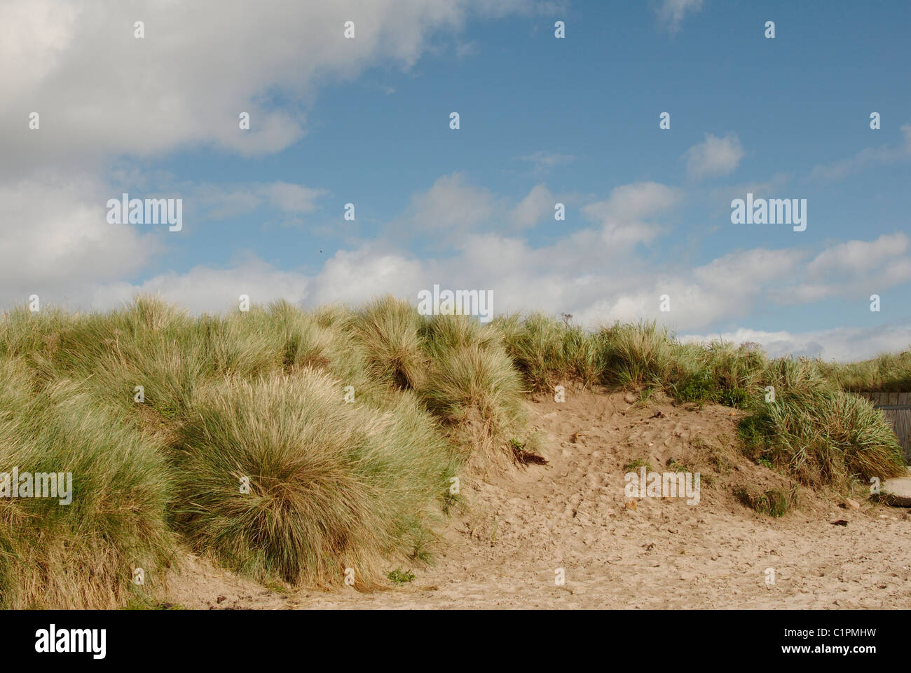England, Northumberland, Beadnell Beach grassy sand dune Stock Photo
