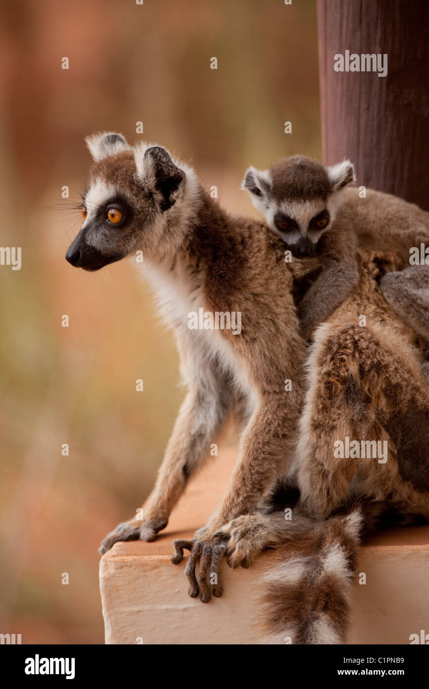 Ring-tailed Lemur and young (Lemur catta). Berenty, southern Madagascar. Stock Photo