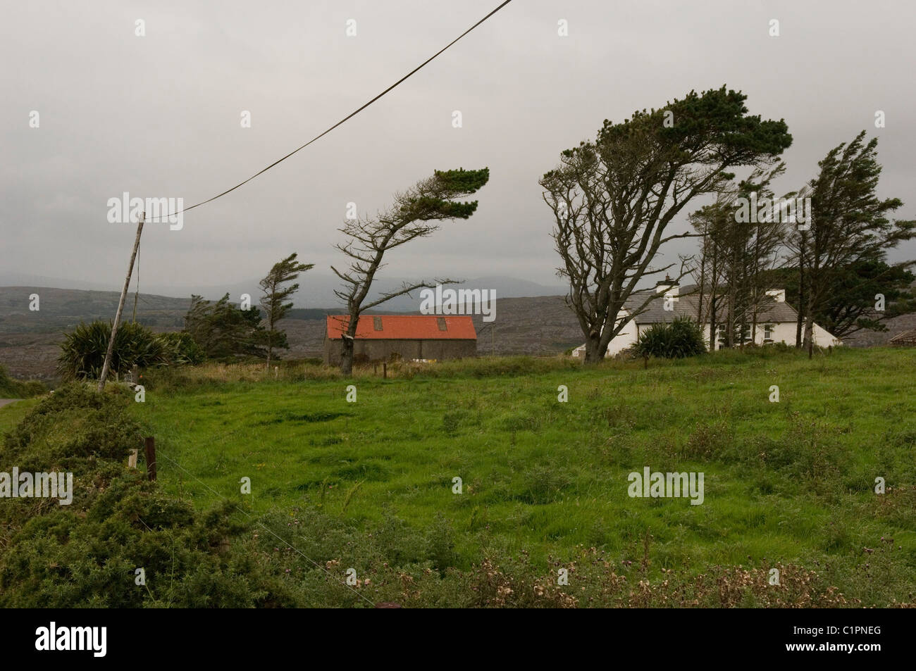 Republic of Ireland, County Cork, Crookhaven, windswept trees Stock Photo
