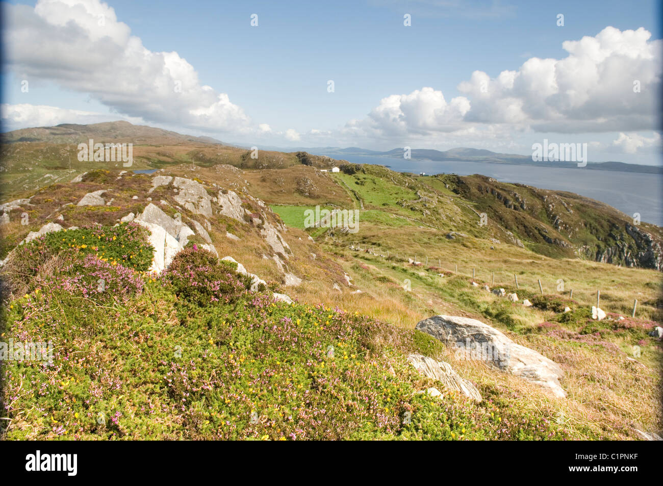 Sheeps head hires stock photography and images Alamy