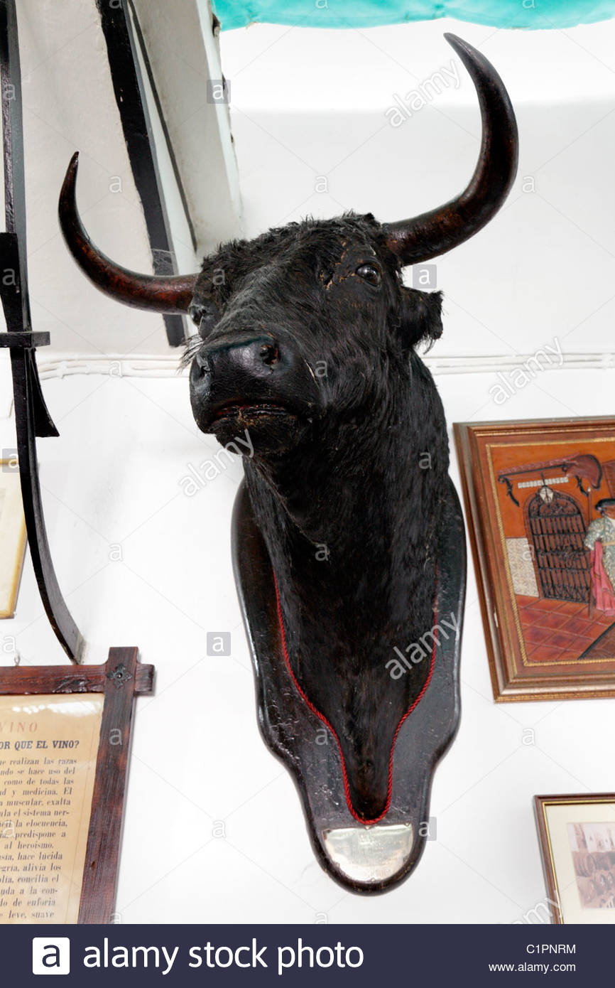 stuffed bull head