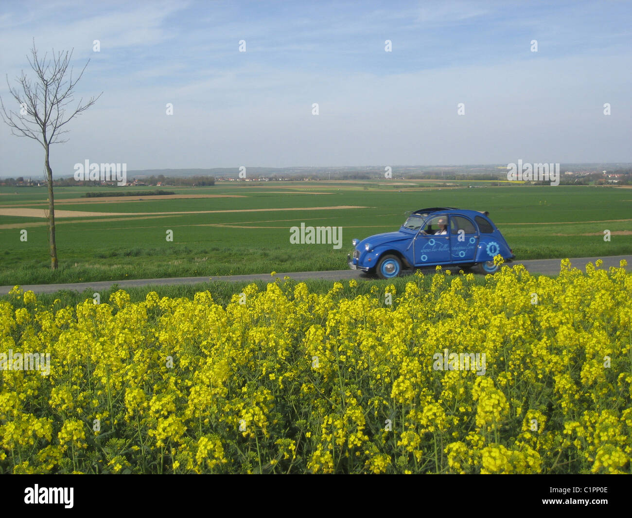 A light blue Citroen 2CV car, drives past a field of rapeseed flowers, Pas-de-Calais, Northern France. Stock Photo