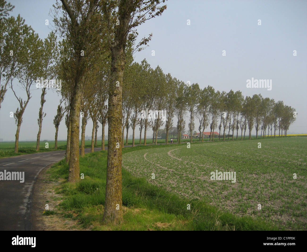 Colour picture of tall trees lining a road in the countryside in the Pas-de-Calais, northern France. Stock Photo