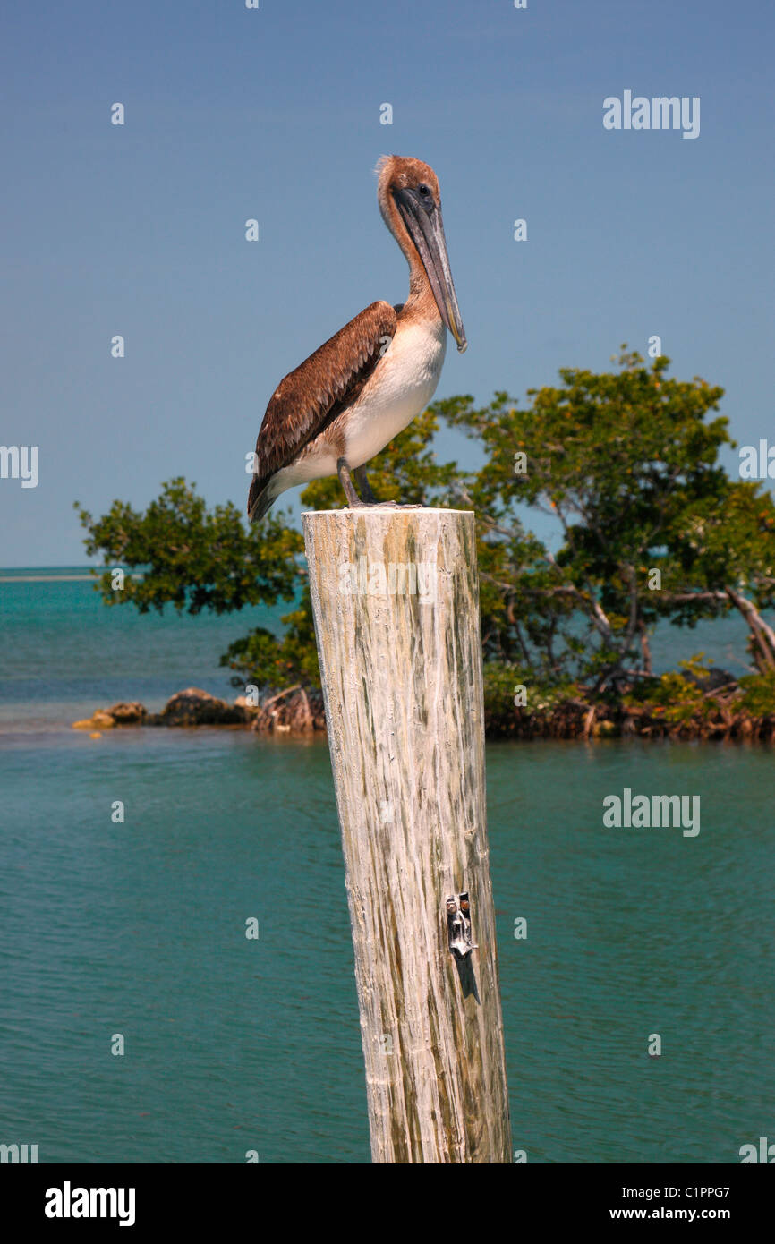 Pelican rest at wooden post Stock Photo