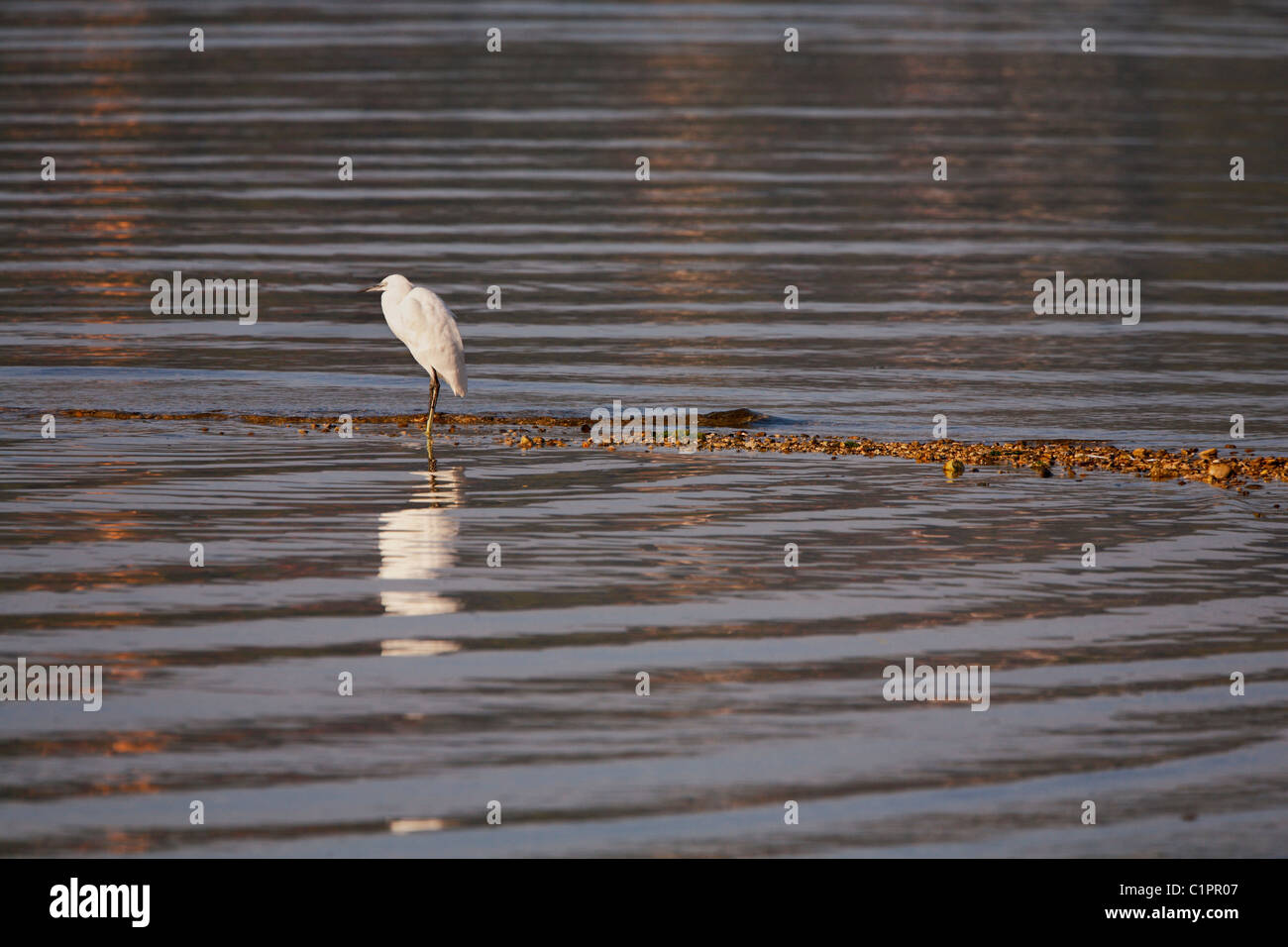 Egret bird near Trogir Stock Photo