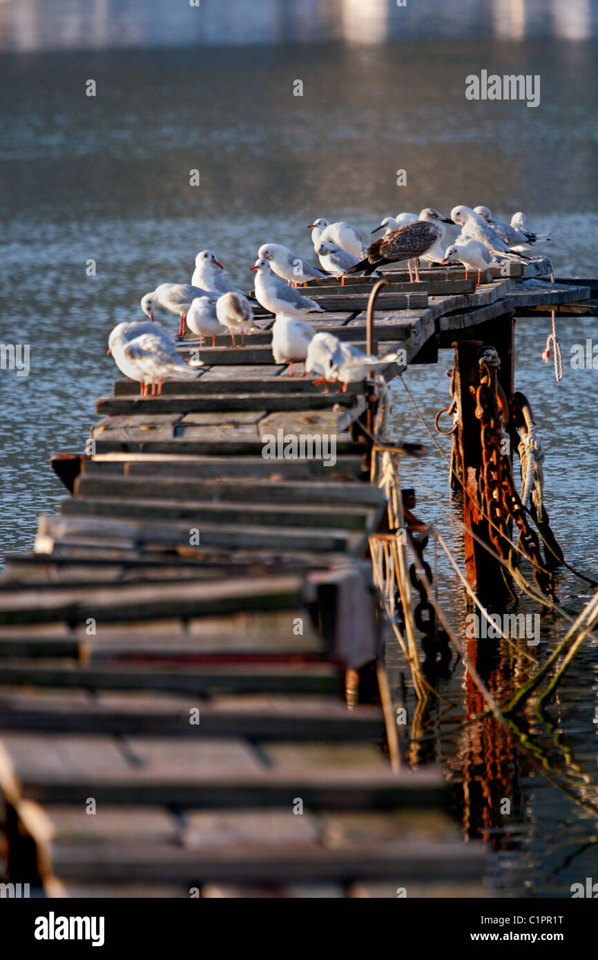 Sea gulls resting on wooden pier near Trogir town Stock Photo