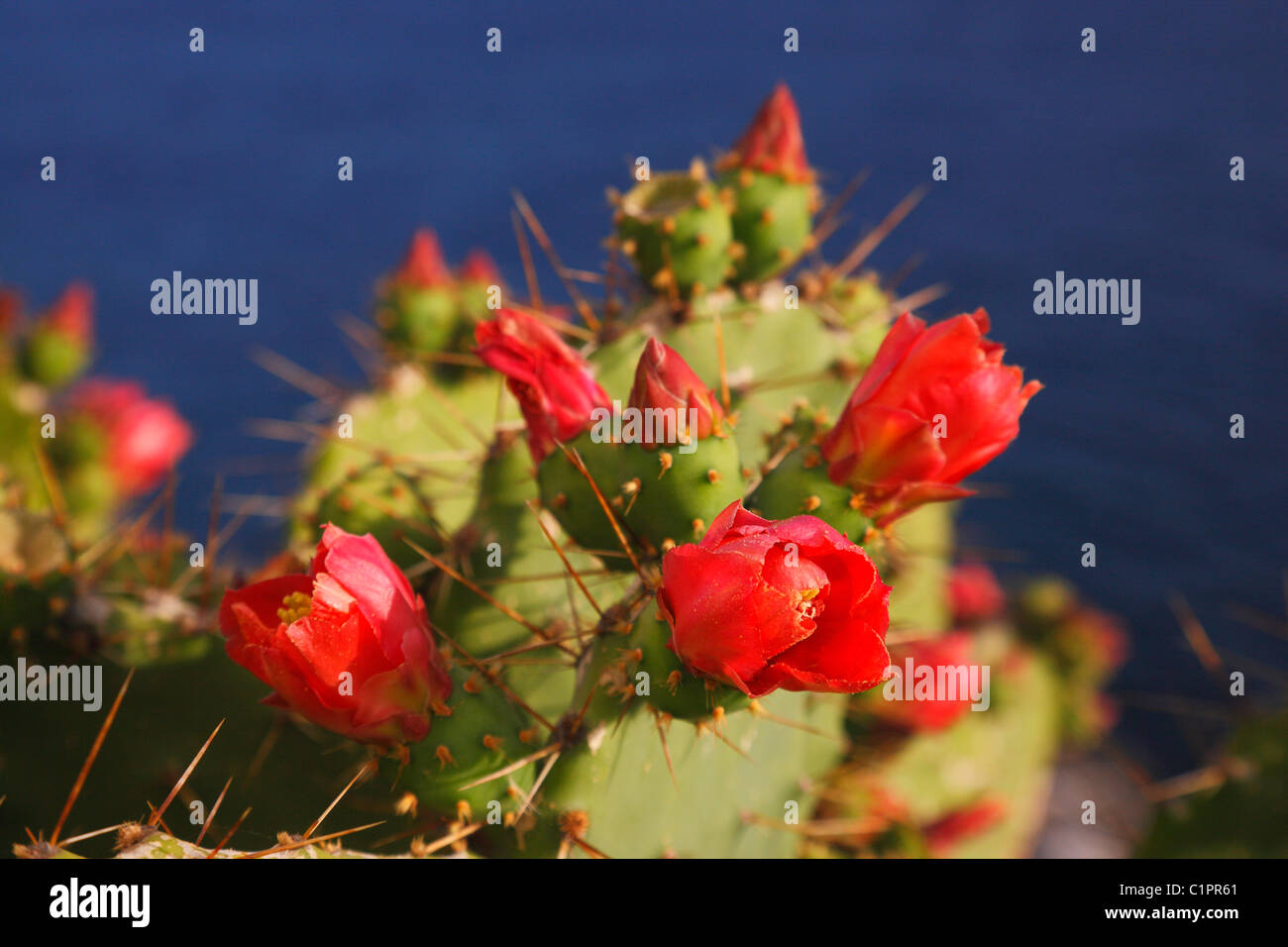 Cactus Opuntia ficus indica close up Stock Photo