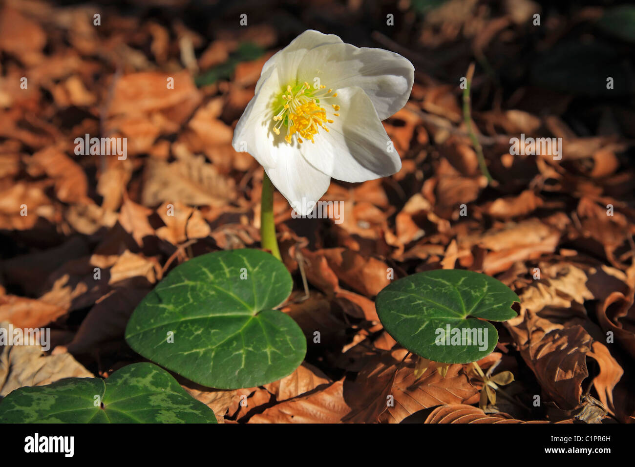 Flower in spring Stock Photo