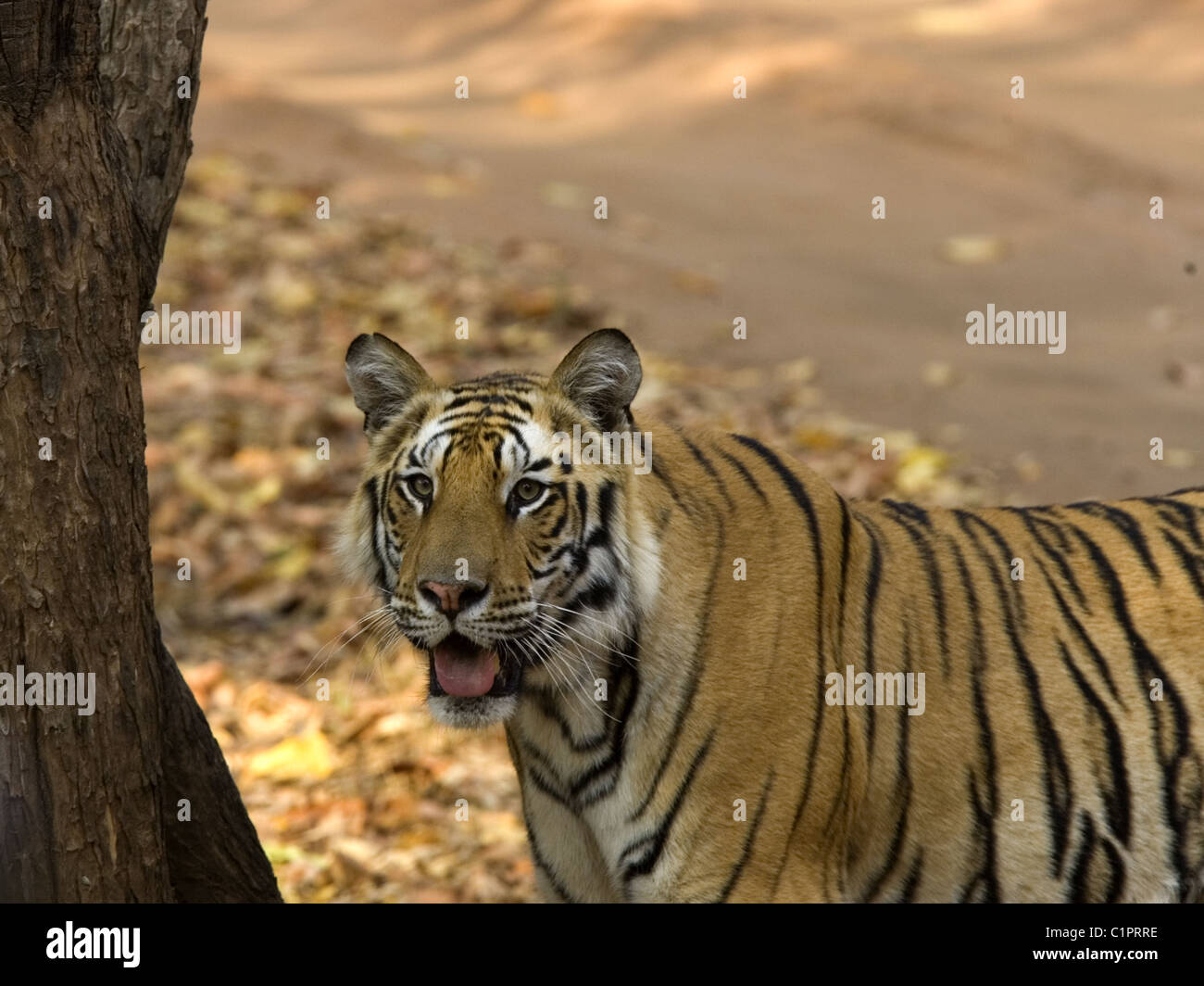 Bengal tiger at Bandhavgarh Stock Photo