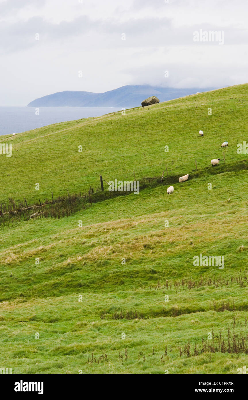 Northern Ireland, Causeway Coast, sheep grazing on hill with Mull of Kintyre in background Stock Photo