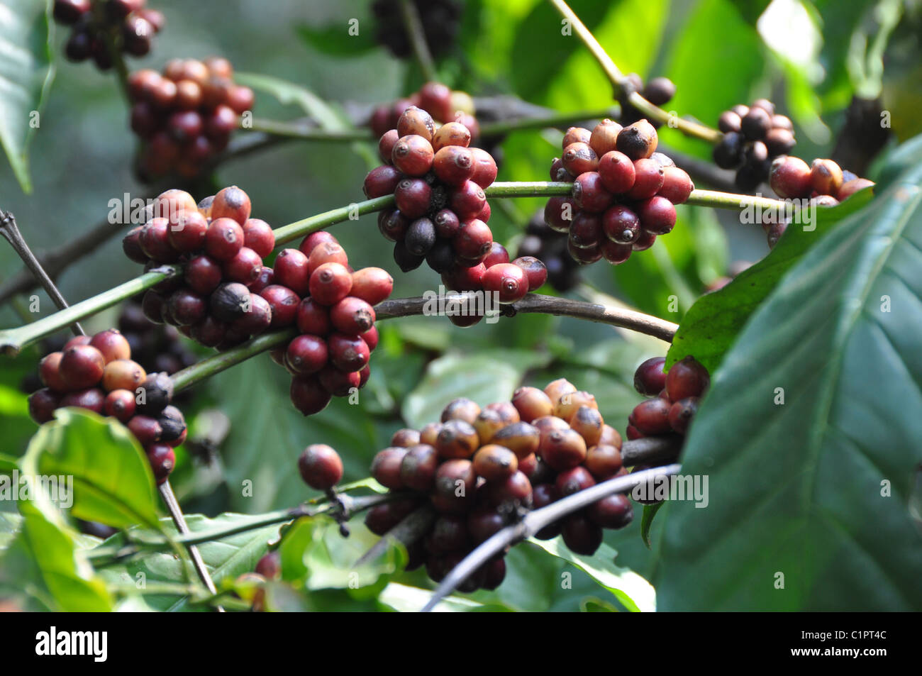 Robusta Coffee Plants in Southern State Karnataka Stock Photo Alamy